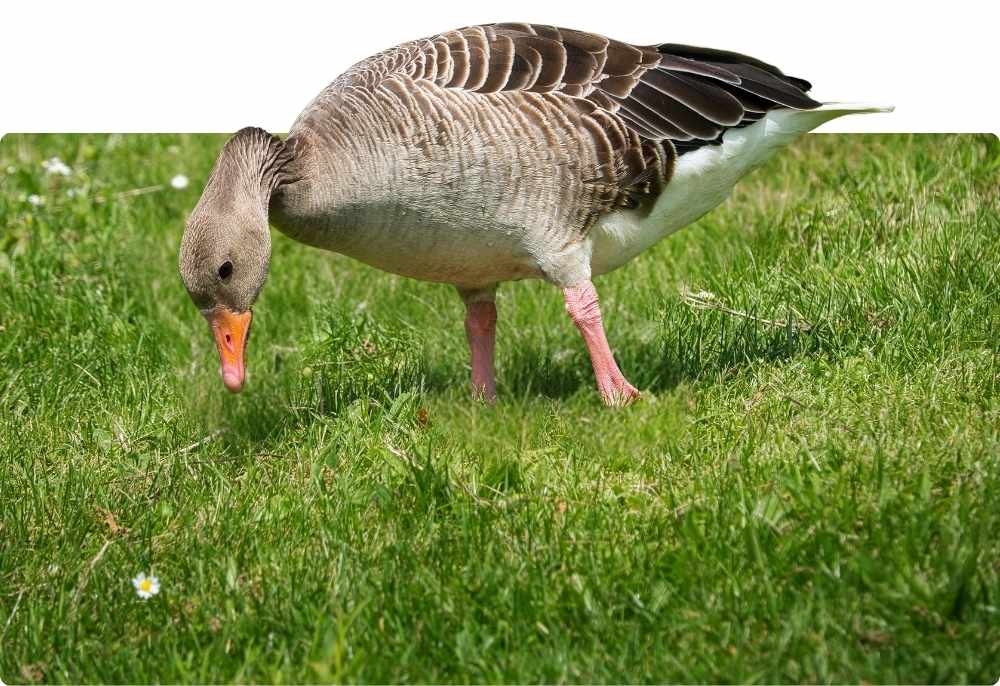 Foie Gras: A Delicada Iguaia que Divide Opiniões no Mundo